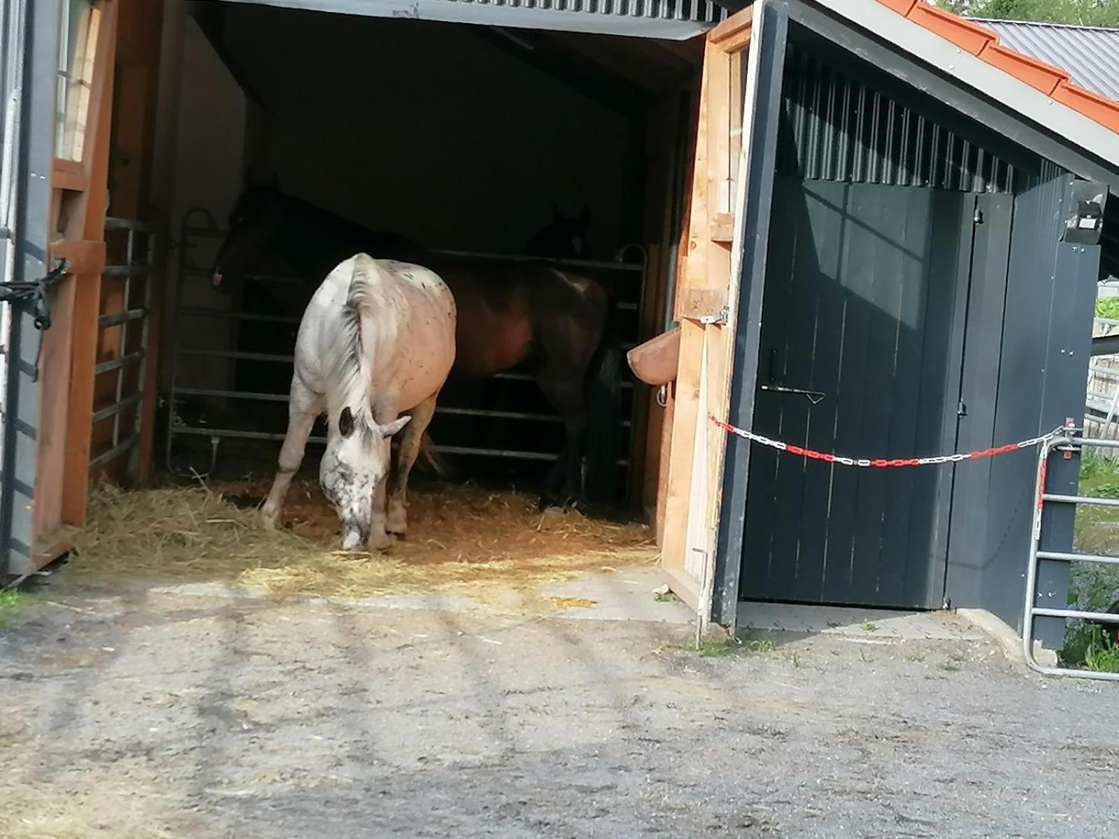 Villa Wild Life Ranch Schöfweg Exterior foto